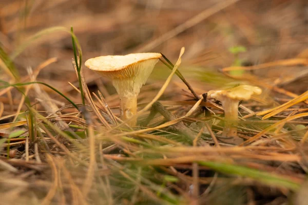 Cogumelos Não Comestíveis Floresta Outono Fechar — Fotografia de Stock