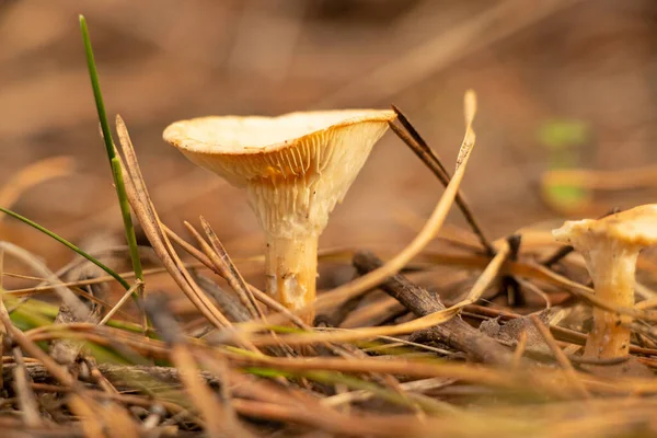 Oätliga Svampar Skogen Hösten Närbild — Stockfoto