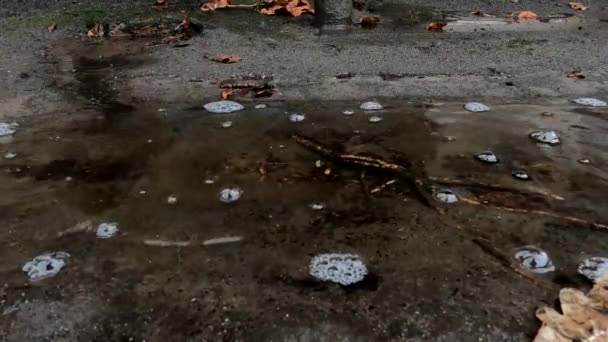 비오는 웅덩이에서 빗방울 — 비디오