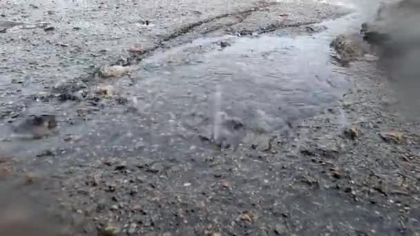 비오는 웅덩이에서 빗방울 — 비디오