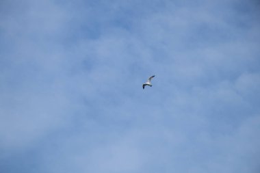 Mavi gökyüzünde bulutlu bir martı sürüsü, uçan kuşlar