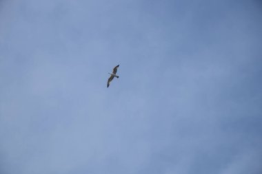 Mavi gökyüzünde bulutlu bir martı sürüsü, uçan kuşlar