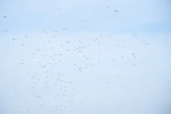 Bandada Gaviotas Cielo Azul Con Nubes Aves Vuelo —  Fotos de Stock