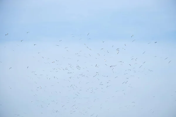 Flock Måsar Den Blå Himlen Med Moln Fåglar Flykt — Stockfoto