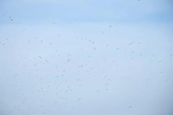 Troupeau Mouettes Dans Ciel Bleu Avec Des Nuages Des Oiseaux — Photo