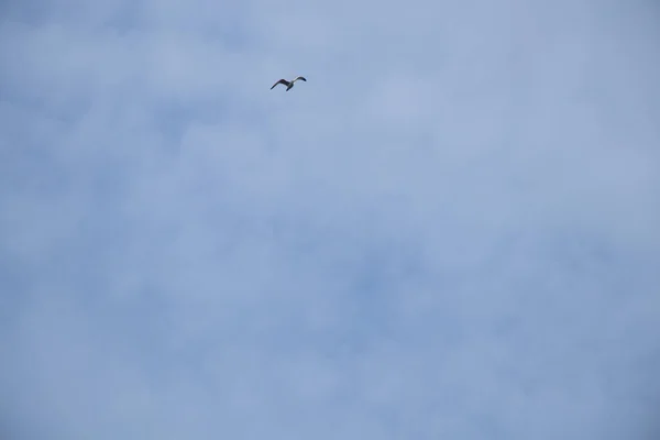 Bandada Gaviotas Cielo Azul Con Nubes Aves Vuelo —  Fotos de Stock