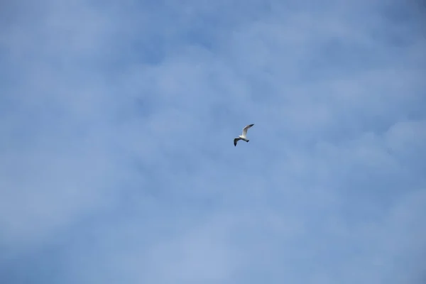 Зграя Чайок Блакитному Небі Хмарами Птахи Польоті — стокове фото