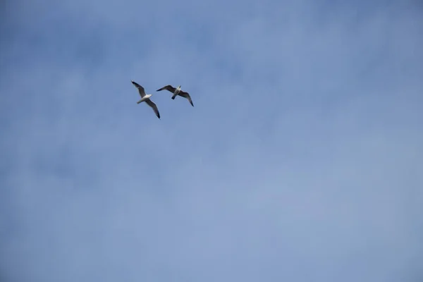 Zwerm Meeuwen Blauwe Lucht Met Wolken Vogels Vlucht — Stockfoto