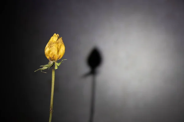 어두운 장미꽃 봉오리 — 스톡 사진