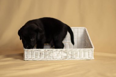 Labrador yavruları sepetin içinde stüdyoda, köpeklerin fotoğrafları.