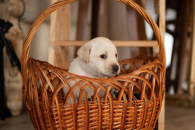 Labrador yavruları sepetin içinde stüdyoda, köpeklerin fotoğrafları.