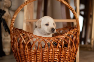 Labrador yavruları sepetin içinde stüdyoda, köpeklerin fotoğrafları.