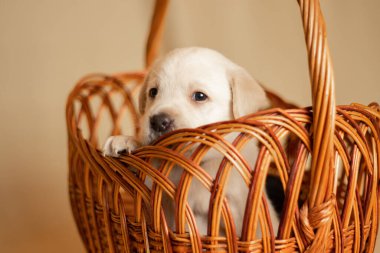 Labrador yavruları sepetin içinde stüdyoda, köpeklerin fotoğrafları.