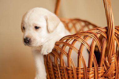 Labrador yavruları sepetin içinde stüdyoda, köpeklerin fotoğrafları.