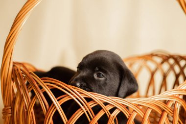 Labrador yavruları sepetin içinde stüdyoda, köpeklerin fotoğrafları.