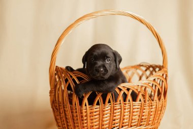 Labrador yavruları sepetin içinde stüdyoda, köpeklerin fotoğrafları.