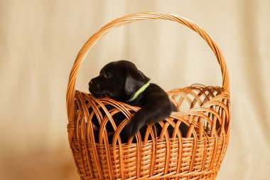 Labrador yavruları sepetin içinde stüdyoda, köpeklerin fotoğrafları.