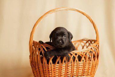 Labrador yavruları sepetin içinde stüdyoda, köpeklerin fotoğrafları.