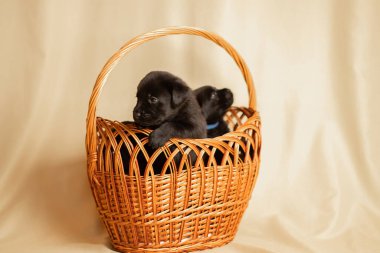 Labrador yavruları sepetin içinde stüdyoda, köpeklerin fotoğrafları.