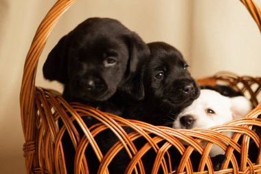 Labrador yavruları sepetin içinde stüdyoda, köpeklerin fotoğrafları.