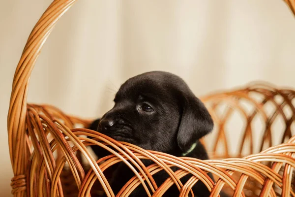 Labrador yavruları sepetin içinde stüdyoda, köpeklerin fotoğrafları.