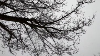 Kar fırtınası, ağaç ve gökyüzü, kar yağıyor.