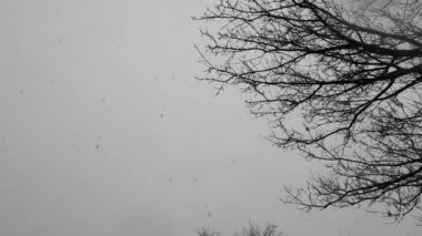 Kar fırtınası, ağaç ve gökyüzü, kar yağıyor.