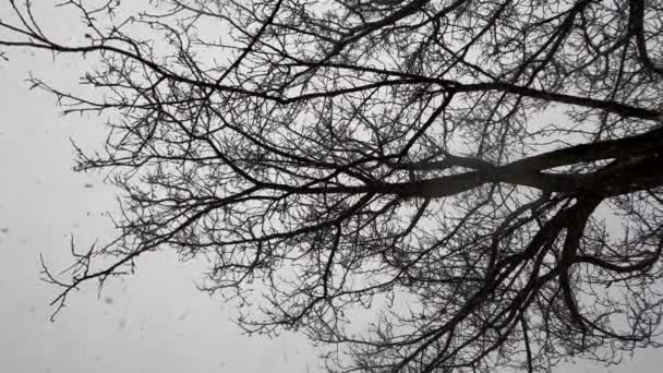 Χιονοθύελλα Και Δέντρο Και Ουρανός Χιόνι Πέφτει — Αρχείο Βίντεο