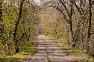 Ormanda uzun bir yol baharda ağaçların arasında Ukrayna 'da güneşte