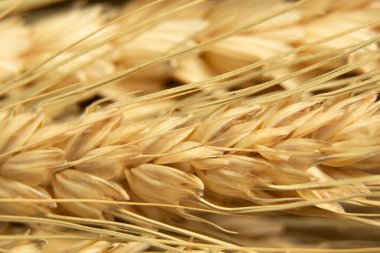 Arkaplan olarak sarı kuru buğday makro fotoğraf, hasat