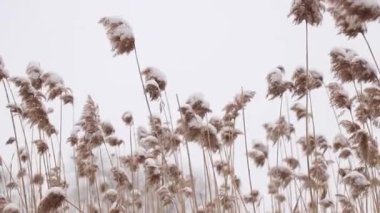 Kuru sazlıklar kışın Ukrayna 'da ormanda, kışın