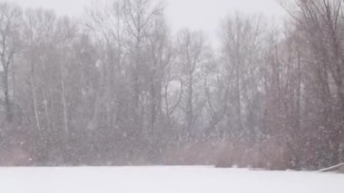 Kışın ormanda kar yağışı 2021 yılında Ukrayna 'da, karlı