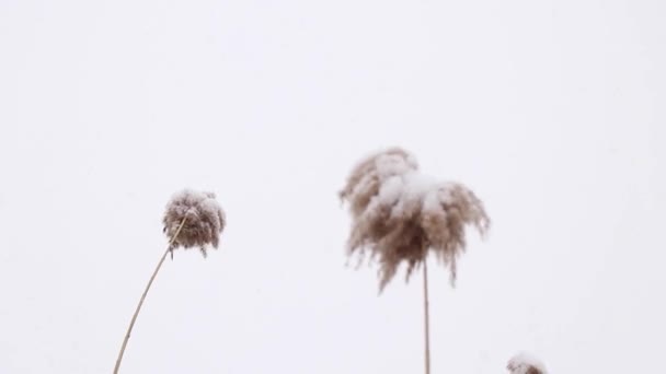 Cañas secas en la nieve en invierno en el bosque en Ucrania, invierno — Vídeos de Stock