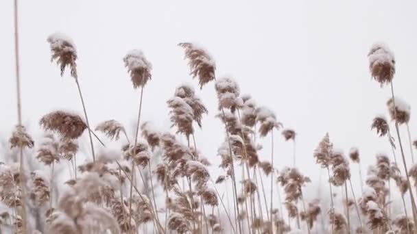ウクライナの森の冬の雪の中の乾燥した葦冬 — ストック動画