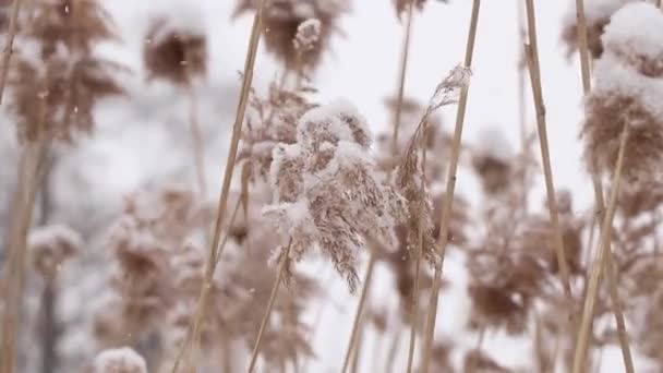 Suché rákosí ve sněhu v zimě v lese na Ukrajině, zima — Stock video