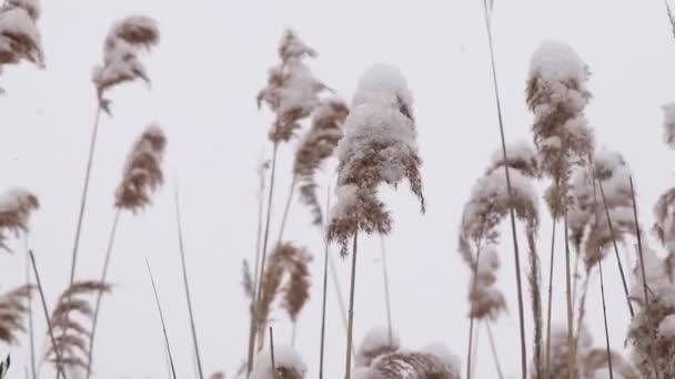 Suche trzciny w śniegu w zimie w lesie na Ukrainie, zima — Wideo stockowe