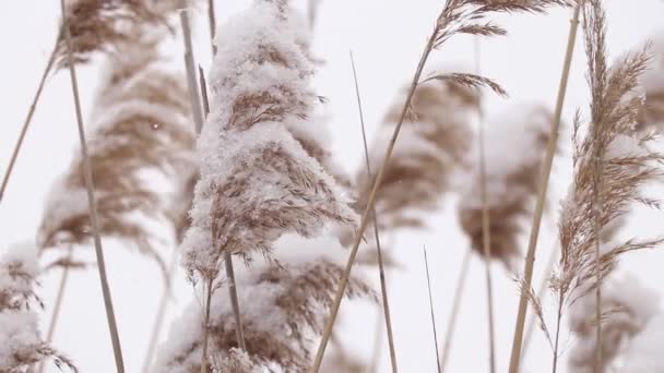 Droge riet in de sneeuw in de winter in het bos in Oekraïne, winter — Stockvideo