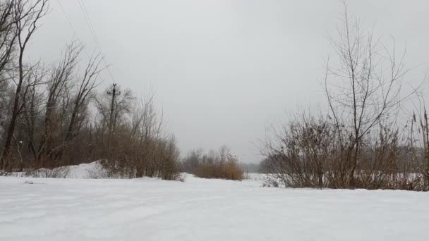 Snöfall i skogen på vintern i Ukraina 2021, snöig — Stockvideo