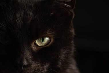 Siyah bir kedinin siyah arka plandaki portresi. Yakın plan, siyah bir kedinin gözleri.