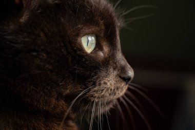 Siyah bir kedinin siyah arka plandaki portresi. Yakın plan, siyah bir kedinin gözleri.