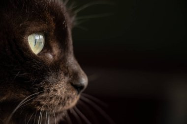 Siyah bir kedinin siyah arka plandaki portresi. Yakın plan, siyah bir kedinin gözleri.