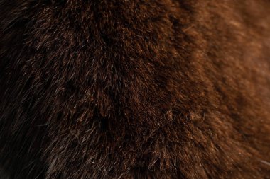 Arka plan olarak kedi siyah yünü