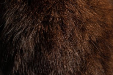 Arka plan olarak kedi siyah yünü