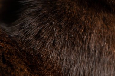 Arka plan olarak kedi siyah yünü