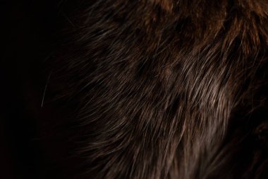 Arka plan olarak kedi siyah yünü