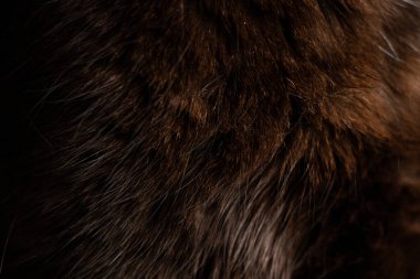 Arka plan olarak kedi siyah yünü