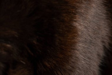 Arka plan olarak kedi siyah yünü