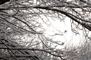Kışın kar altında ağaç dalları, Ukrayna 'da soğuk hava