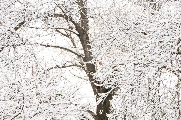 Kışın kar altında ağaç dalları, Ukrayna 'da soğuk hava