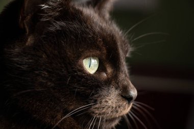 Siyah bir kedinin siyah arka plandaki portresi. Yakın plan, siyah bir kedinin gözleri.